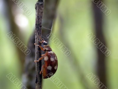 ladybug