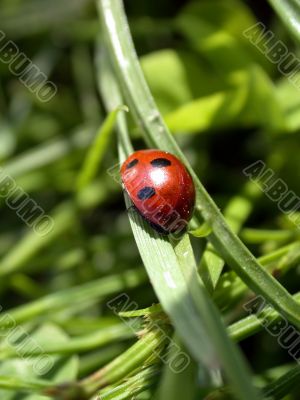 ladybug