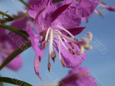 rose-bay flowers