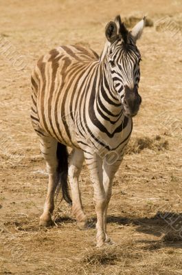 Zebra