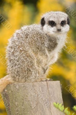 Meerkat