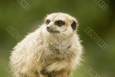 Meerkat