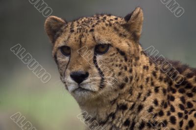 Cheetah