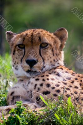Cheetah