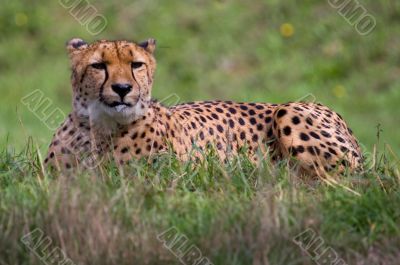 Cheetah
