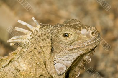 Chinese Water Dragon