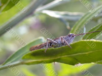 grasshopper