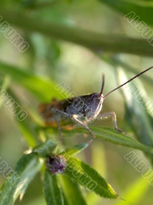 grasshopper