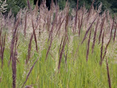 herbal background