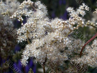white flowers