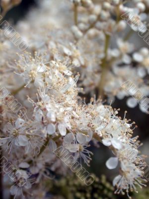 white flowers