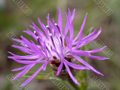 flower macro