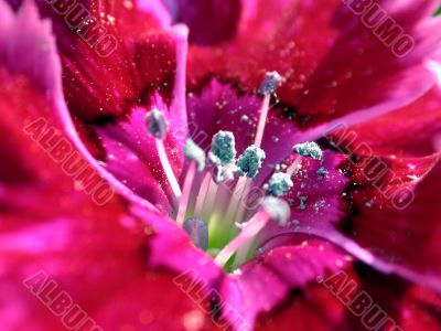 red flowe