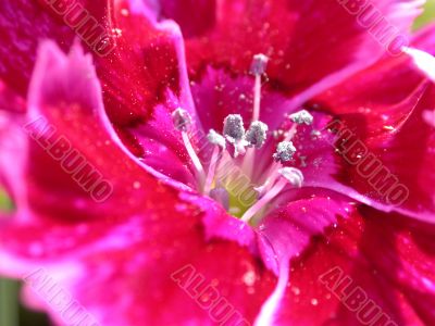 red flowe