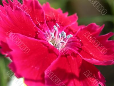 red flowe