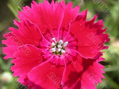 red flowe