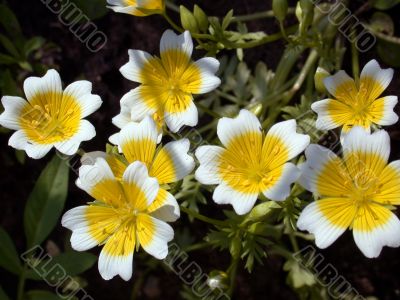 yellow flowers