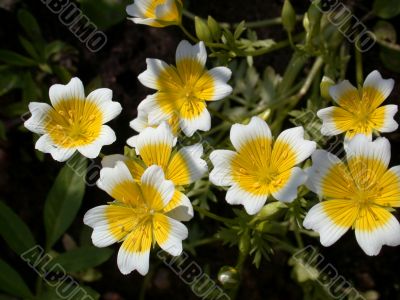 yellow flowers