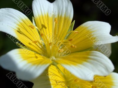 yellow flower