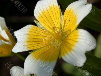 yellow flower