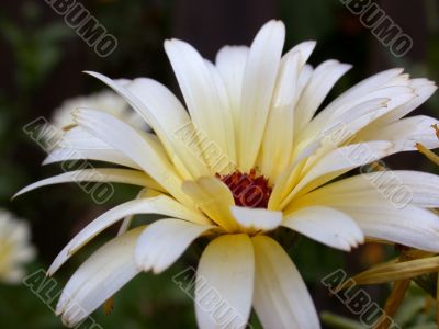 yellow flower