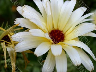 yellow flower