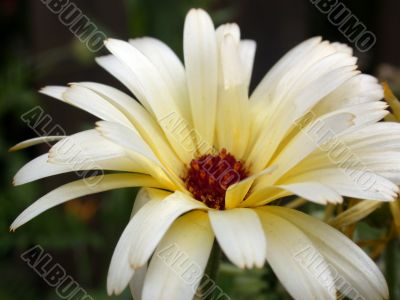 yellow flower