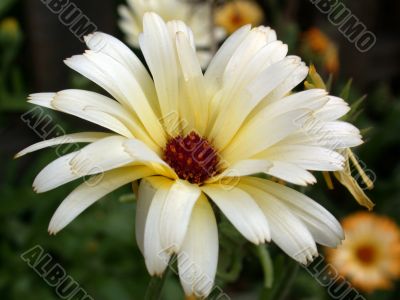 yellow flower