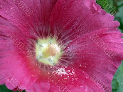 red flower