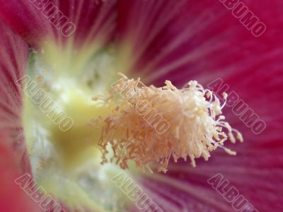 red flower