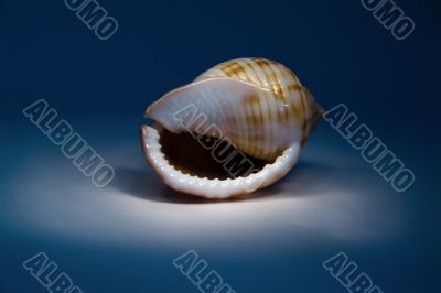 seashell_1