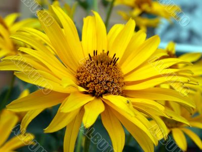 yellow flower