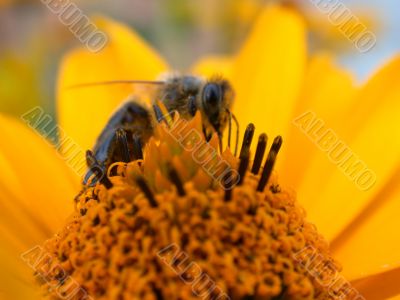 bee on the daisywheel garden