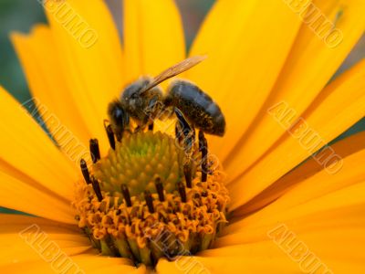 bee on the daisywheel garden