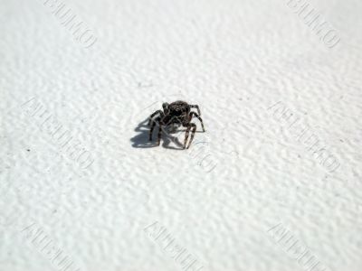 spider on white