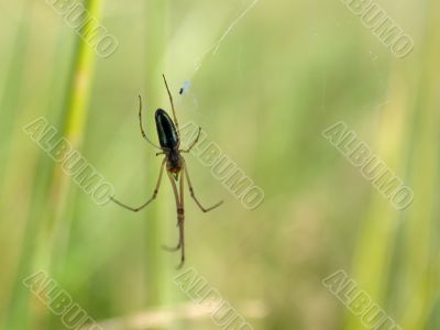 spider on web