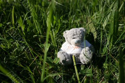 Teddy bear in the grass2