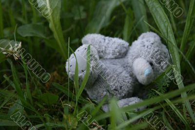 Teddy bear in grass