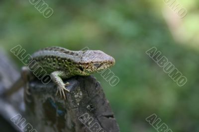 Green lizard on the wood