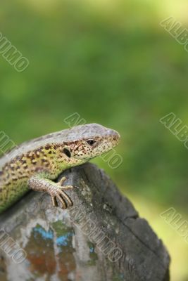Green lizard on the wood