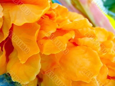 Petals texture