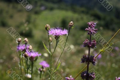 meadow flowers