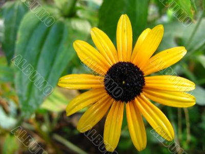 Yellow flower