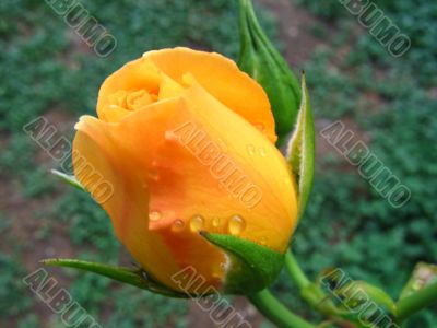 wet yellow rose