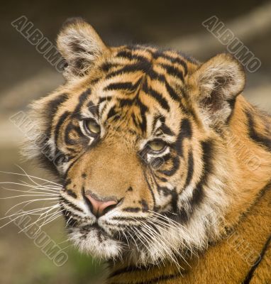 Amur Tiger