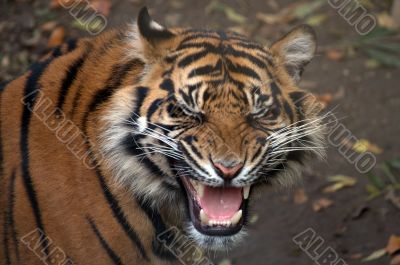 Amur Tiger