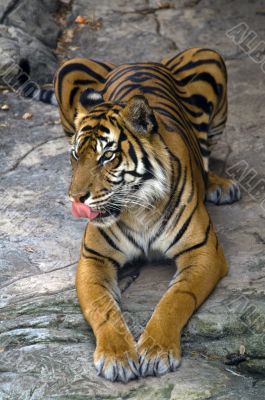 Amur Tiger