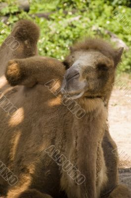 Bactrian Camel