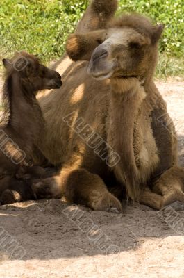 Bactrian Camel