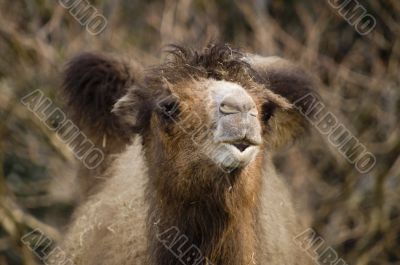 Bactrian Camel